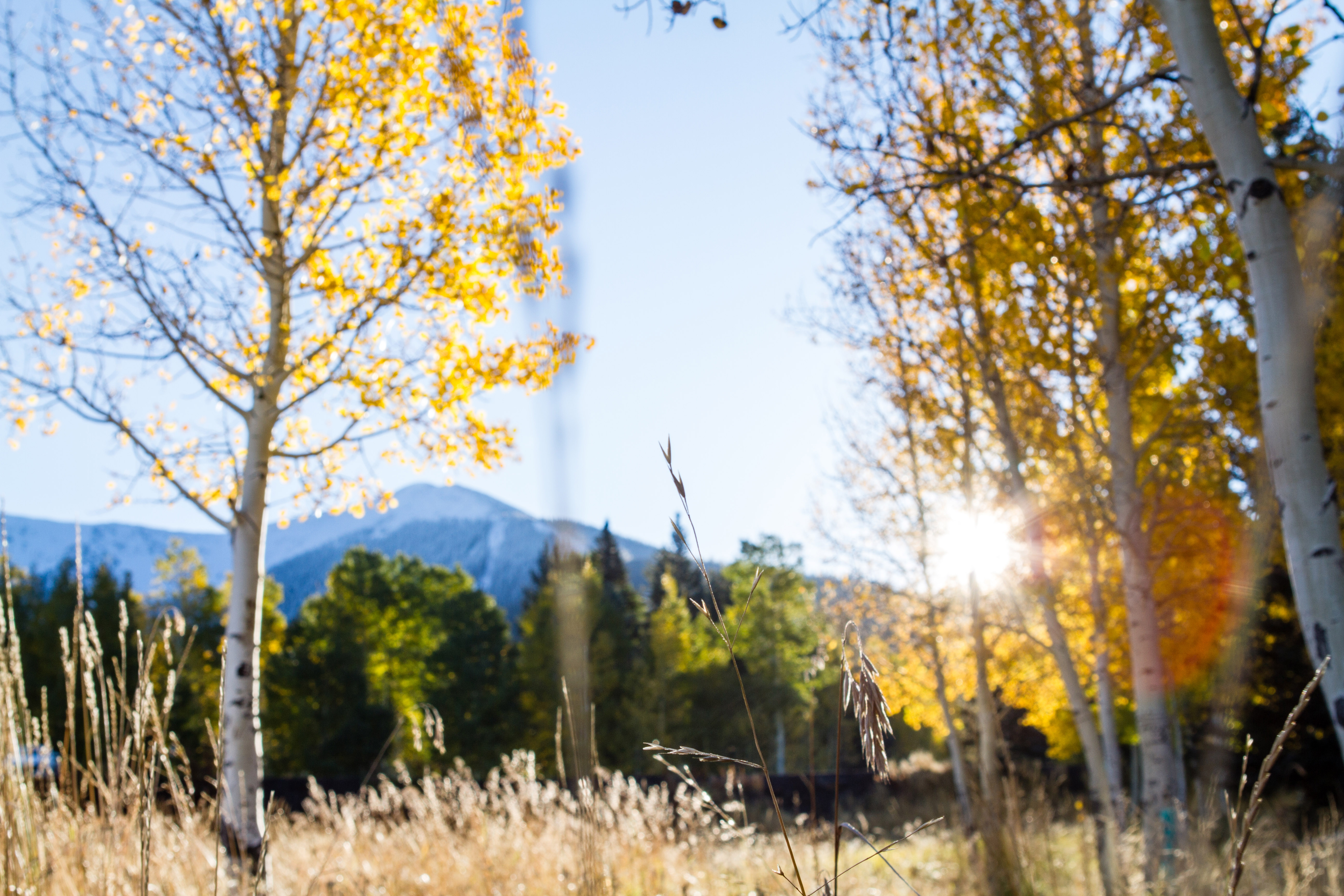 Autumn colours in the Coconino National Forest in Flagstaff, Arizona