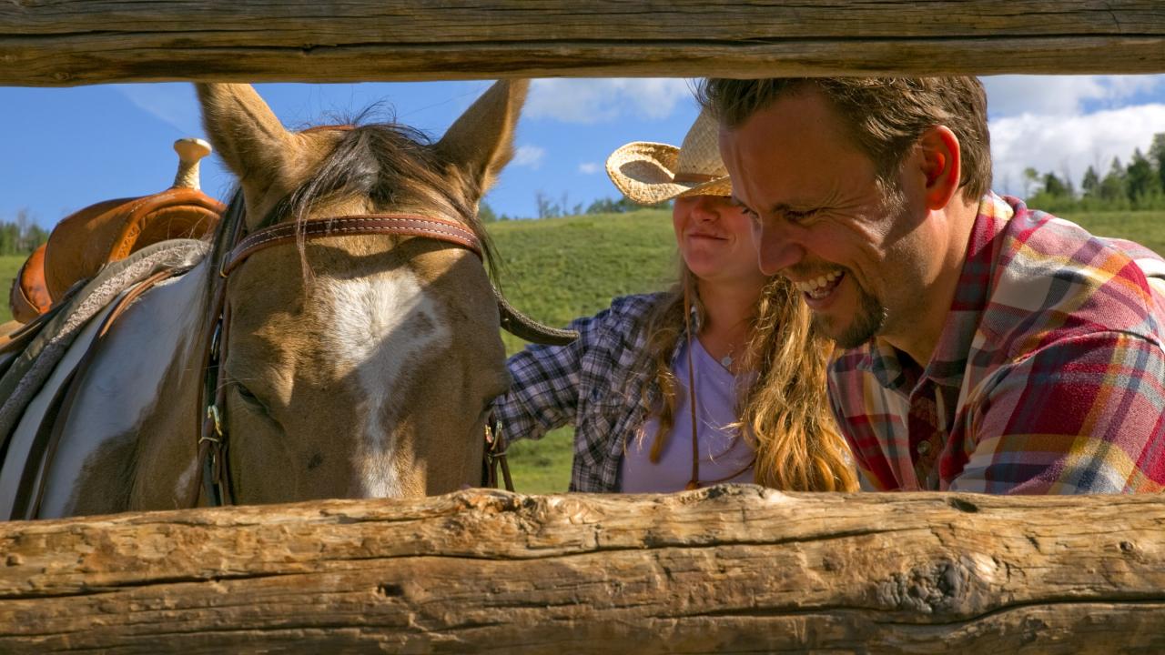 Montana Local petting horse Montana Local petting horse
