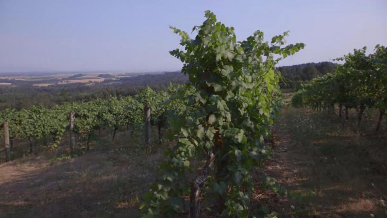 Video screenshot - Vineyards in Willamette Valley Video screenshot - Vineyards in Willamette Valley