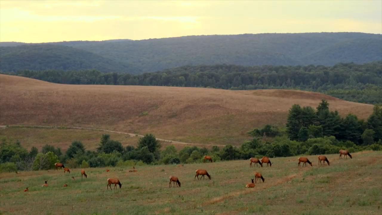 Video screenshot from Pennsylvania's Wild Side: Elk Viewing, Biking and Ziplines Video screenshot from Pennsylvania's Wild Side: Elk Viewing, Biking and Ziplines