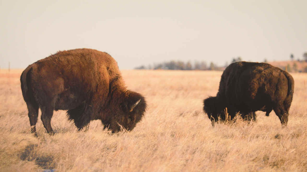 Bison spotted on a road trip through South Dakota