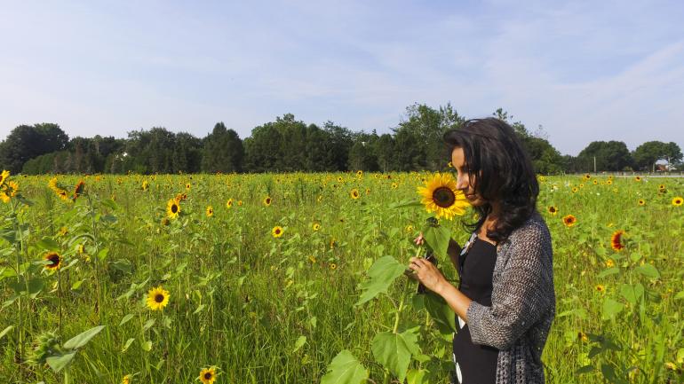 Tomando un descanso en un campo de girasoles cerca de Martha Clara Vineyards en el estado de Nueva York Tomando un descanso en un campo de girasoles cerca de Martha Clara Vineyards en el estado de Nueva York