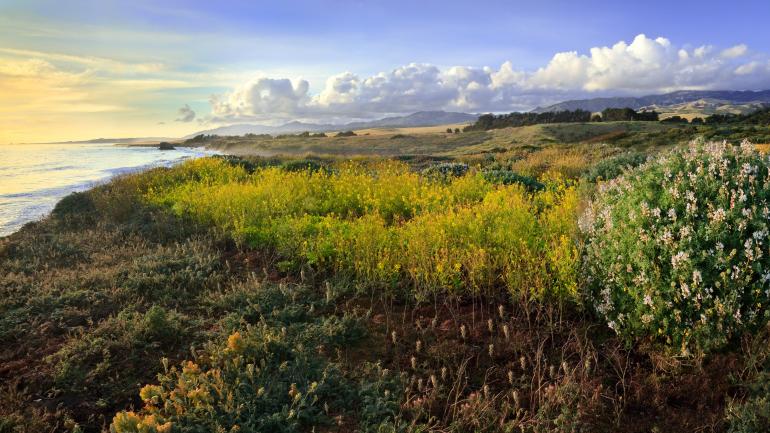 The unmatched coastal beauty at Fiscalini Ranch Preserve is within walking distance of visitor accommodations. The unmatched coastal beauty at Fiscalini Ranch Preserve is within walking distance of visitor accommodations.