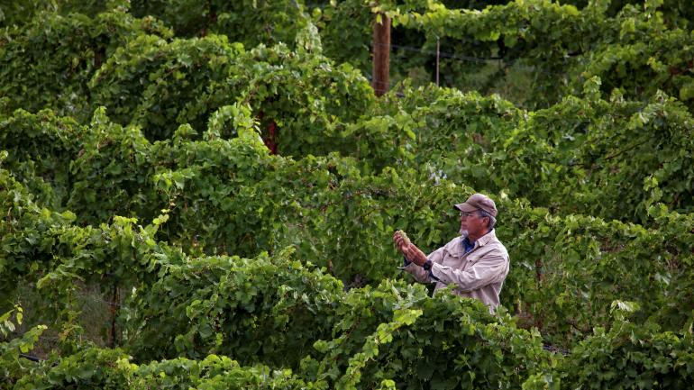 Spend an afternoon walking the vineyards in Grand Valley for a closer look at the region’s famous grapes. Spend an afternoon walking the vineyards in Grand Valley for a closer look at the region’s famous grapes.