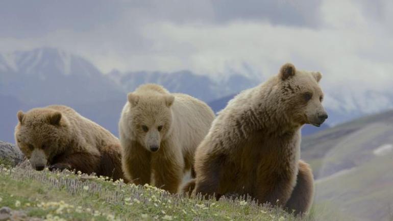 Bears roaming in Denali National Park Bears roaming in Denali National Park
