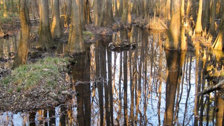 Cypress trees in a marsh at Congaree National Park Cypress trees in a marsh at Congaree National Park
