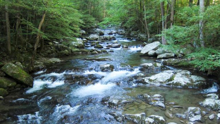 Stream cutting through a forest in Great Smoky Mountains National Park Stream cutting through a forest in Great Smoky Mountains National Park