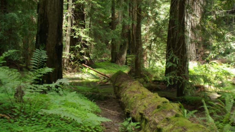 Montgomery Woods State Natural Reserve features redwoods standing more than 100 meters tall. Montgomery Woods State Natural Reserve features redwoods standing more than 100 meters tall.