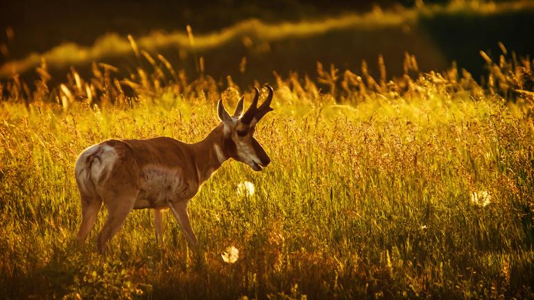 The pronghorn is the fastest animal in North America. The pronghorn is the fastest animal in North America.