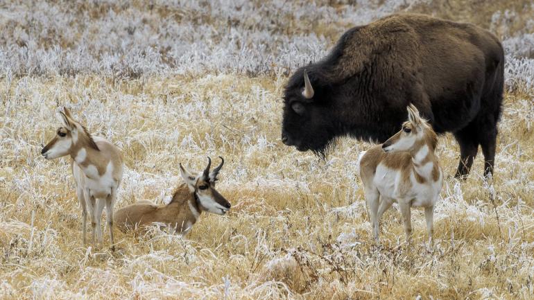 Pronghorns (similar to antelope) relaxing alongside a grazing bison in Custer State Park Pronghorns (similar to antelope) relaxing alongside a grazing bison in Custer State Park