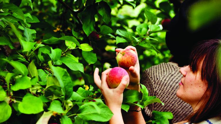 Many local farms across the state offer the chance to pick your own apples from the many blossoming fruit trees. Many local farms across the state offer the chance to pick your own apples from the many blossoming fruit trees.
