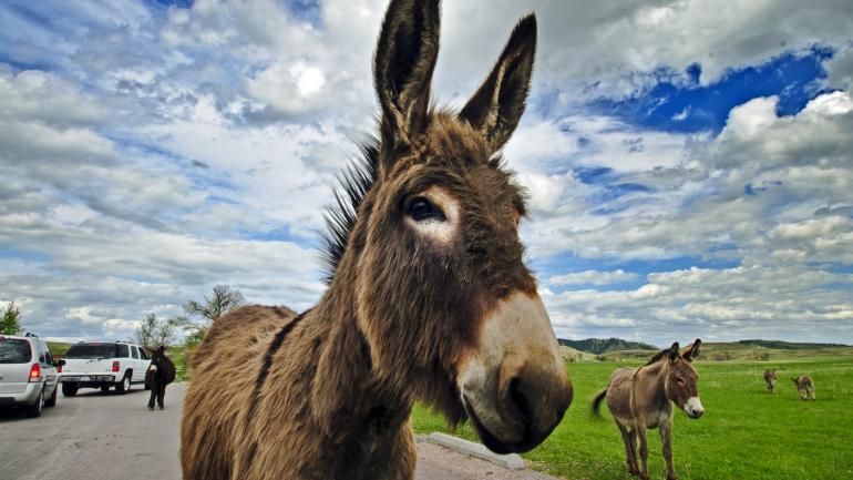 Wild donkeys, known as the begging burros, solicit food from visitors to Custer State Park. Wild donkeys, known as the begging burros, solicit food from visitors to Custer State Park.