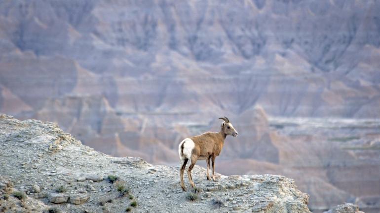 Bighorn sheep, natives of the rugged Black Hills Bighorn sheep, natives of the rugged Black Hills
