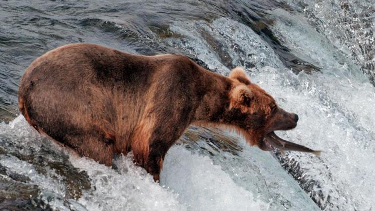 Iconic shot of a grizzly bear catching a salmon Iconic shot of a grizzly bear catching a salmon