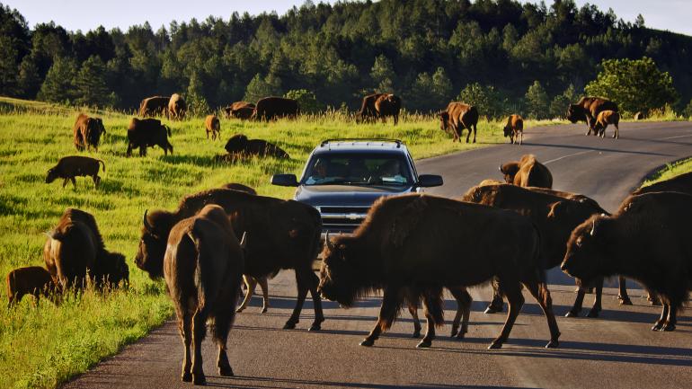Herds of majestic bison roaming the countryside Herds of majestic bison roaming the countryside