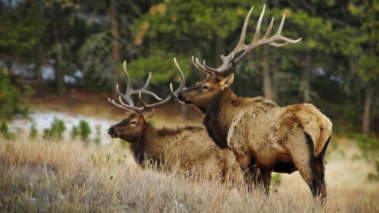 A pair of elk, a rare but welcome sight A pair of elk, a rare but welcome sight
