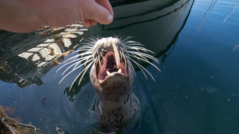A seal comes out to play in Friday Harbor on San Juan Island. A seal comes out to play in Friday Harbor on San Juan Island.