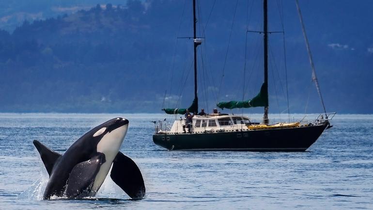 Orca breaching in the waters outside the San Juan Islands, Washington Orca breaching in the waters outside the San Juan Islands, Washington