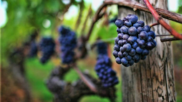 Pinot Noir and Pinot Gris grapes reign supreme at King Estate, Oregon’s largest winery. Pinot Noir and Pinot Gris grapes reign supreme at King Estate, Oregon’s largest winery.