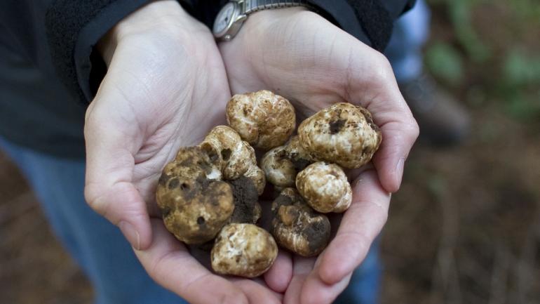 Prized truffles are native to Eugene, where they’re celebrated at the annual Oregon Truffle Festival each January. Prized truffles are native to Eugene, where they’re celebrated at the annual Oregon Truffle Festival each January.