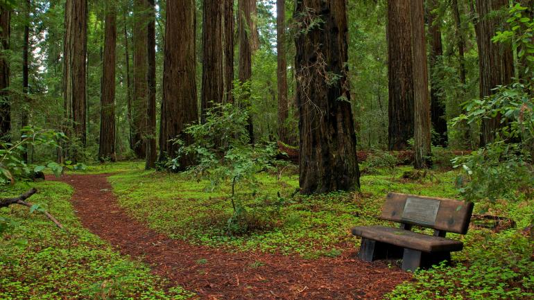 Fog likely won’t obscure your views of the stunning redwood trees in Hendy Woods State Park. Fog likely won’t obscure your views of the stunning redwood trees in Hendy Woods State Park.