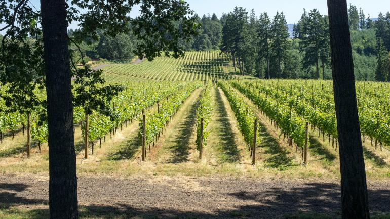 Vineyard in the Willamette Valley, Oregon Vineyard in the Willamette Valley, Oregon