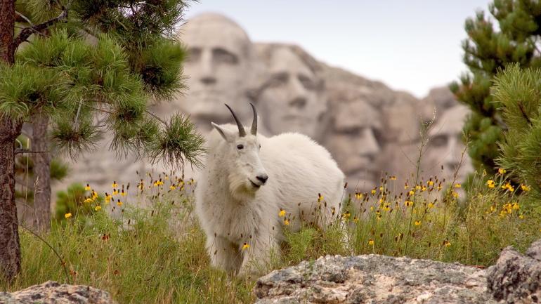 A grazing mountain goat framed by Mount Rushmore A grazing mountain goat framed by Mount Rushmore