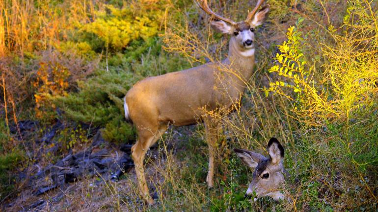 Mule deer, easily identified by the large ears and stature Mule deer, easily identified by the large ears and stature