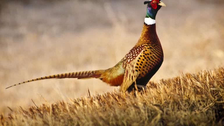The Chinese Ring-necked pheasant, one of more than 300 species of birds in the state The Chinese Ring-necked pheasant, one of more than 300 species of birds in the state