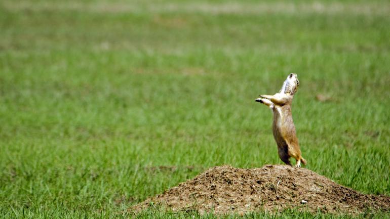 Prairie dogs live in a maze of underground tunnels. Prairie dogs live in a maze of underground tunnels.