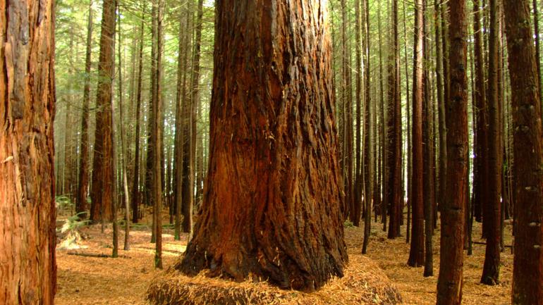 The hiking trails in Redwood National and State Parks afford beautiful views of these towering trees. The hiking trails in Redwood National and State Parks afford beautiful views of these towering trees.