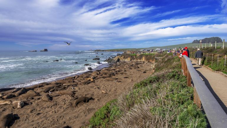 People observing Northern Elephant Seals at the Rookery on the rugged Big Sur coastline, near Cambria, California People observing Northern Elephant Seals at the Rookery on the rugged Big Sur coastline, near Cambria, California