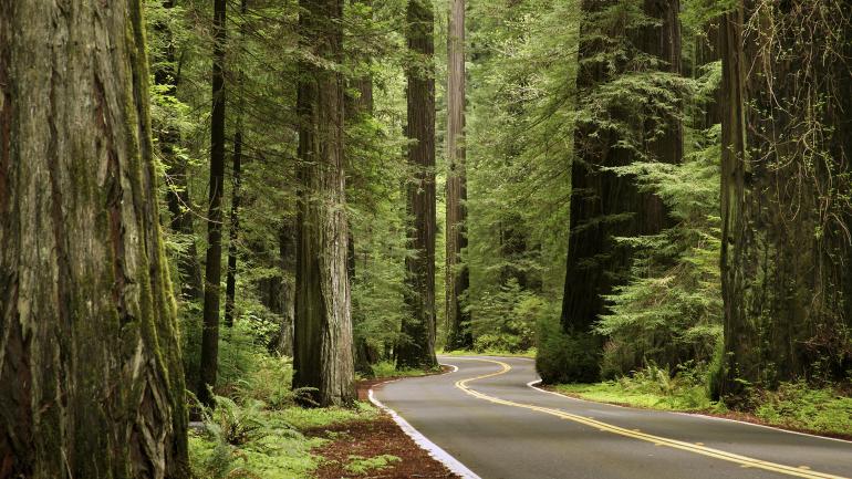Drive along the Avenue of the Giants in Humboldt Redwoods State Park. This thoroughfare takes you around and even through massive coastal redwoods. Drive along the Avenue of the Giants in Humboldt Redwoods State Park. This thoroughfare takes you around and even through massive coastal redwoods.