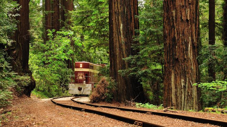 For a one-of-a-kind experience, hop aboard the Roaring Camp Railroads’ tour through Henry Cowell Redwoods State Park. For a one-of-a-kind experience, hop aboard the Roaring Camp Railroads’ tour through Henry Cowell Redwoods State Park.