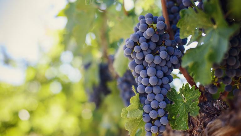 California’s many wine-producing regions vary in the grapes they grow, from Sauvignon Blanc and Chardonnay to Cabernet Sauvignon, Merlot, Zinfandel and Pinot Noir. California’s many wine-producing regions vary in the grapes they grow, from Sauvignon Blanc and Chardonnay to Cabernet Sauvignon, Merlot, Zinfandel and Pinot Noir.