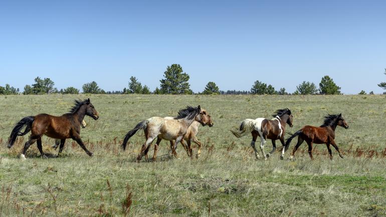 A herd of wild horses runs freely in the countryside. A herd of wild horses runs freely in the countryside.