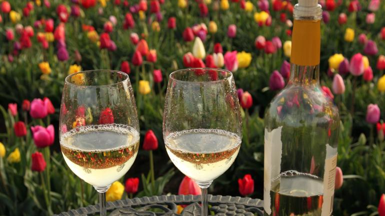 Sample the many wines of Wooden Shoe Vineyards while admiring the rainbow of colors at Wooden Shoe Tulip Farm in Woodburn. Sample the many wines of Wooden Shoe Vineyards while admiring the rainbow of colors at Wooden Shoe Tulip Farm in Woodburn.
