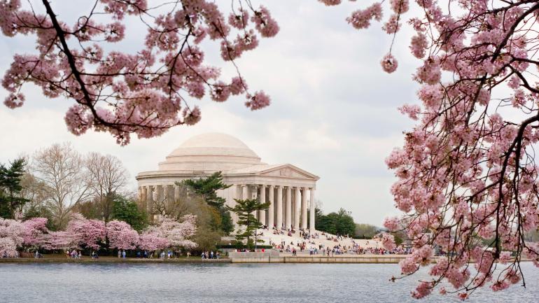 Plan your Washington D.C. trip to coincide with the annual cherry blossom bloom, and watch the city turn pink. Plan your Washington D.C. trip to coincide with the annual cherry blossom bloom, and watch the city turn pink.