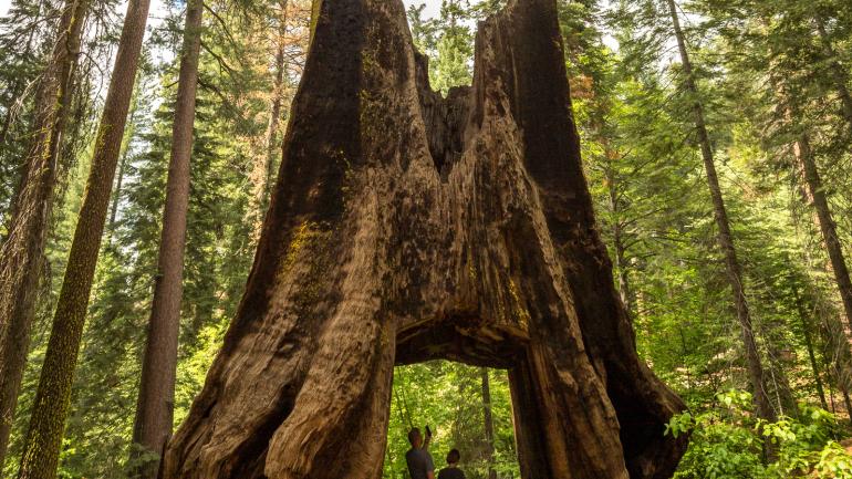 Giant Sequoia Trees, like those found in the Tuolumne Grove of Giant Sequoias, are some of the tallest trees in the world. Giant Sequoia Trees, like those found in the Tuolumne Grove of Giant Sequoias, are some of the tallest trees in the world.