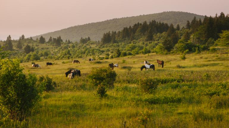 The wild ponies at Grayson Highlands State Park in Virginia often graze right along the park trails. The wild ponies at Grayson Highlands State Park in Virginia often graze right along the park trails.