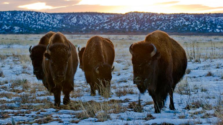 Caprock Canyons State Park abrite le troupeau de bisons officiel du Texas. Vous en verrez assurément quelques-uns sur les sentiers d'équitation. Caprock Canyons State Park abrite le troupeau de bisons officiel du Texas. Vous en verrez assurément quelques-uns sur les sentiers d'équitation.