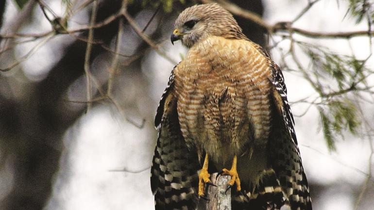 You may catch a glimpse of the red-shouldered hawk on a visit to Audubon Corkscrew Swamp Sanctuary in Naples. You may catch a glimpse of the red-shouldered hawk on a visit to Audubon Corkscrew Swamp Sanctuary in Naples.