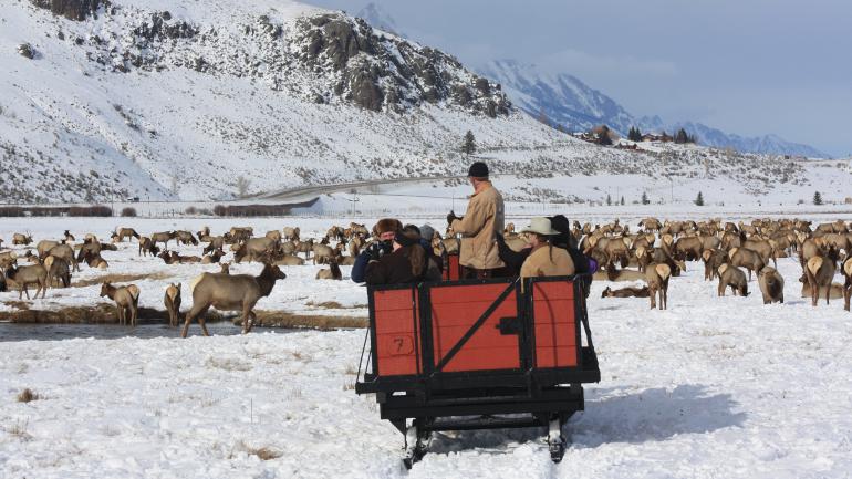 You can come face to face with the herd while on one of the National Elk Refuge’s guided sleigh rides. You can come face to face with the herd while on one of the National Elk Refuge’s guided sleigh rides.