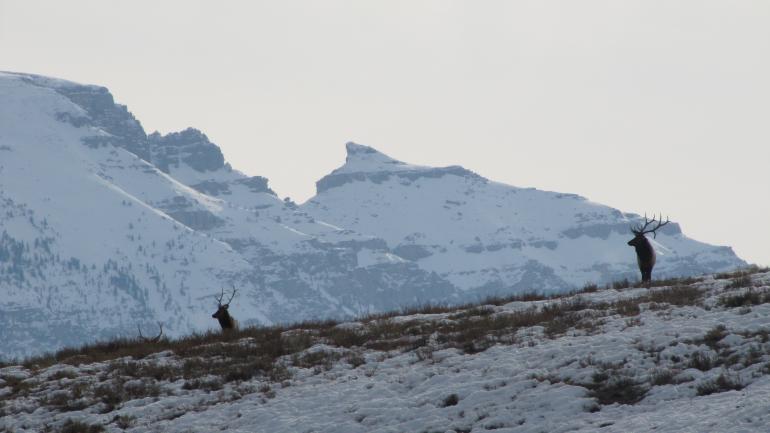 Every year, thousands of elk come down from the mountains to weather the winter at the National Elk Refuge, in Jackson Hole, Wyoming. Every year, thousands of elk come down from the mountains to weather the winter at the National Elk Refuge, in Jackson Hole, Wyoming.
