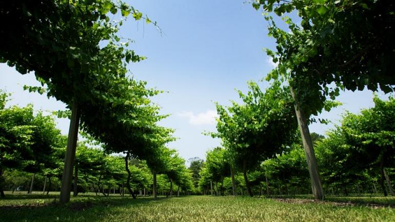 La Belle Amie Vineyard in Little River features hectares of manicured vines, live music on Saturdays and samples of its private-label wines. La Belle Amie Vineyard in Little River features hectares of manicured vines, live music on Saturdays and samples of its private-label wines.