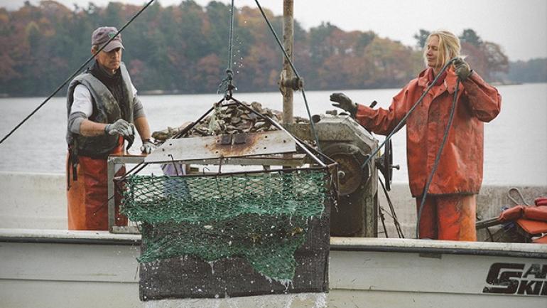 Maine oysters are caught off the chilly water along the coast and can be found in many restaurants throughout the state. Maine oysters are caught off the chilly water along the coast and can be found in many restaurants throughout the state.