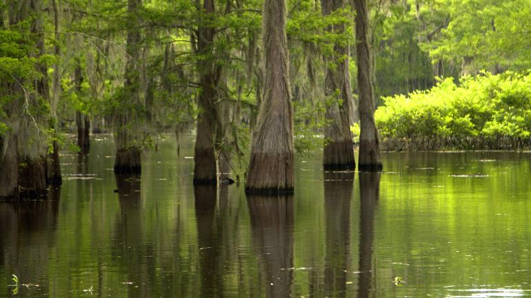 Los pantanos del delta del Mississippi River (río Mississippi) cuentan a los caimanes y los cajún entre sus residentes. Los pantanos del delta del Mississippi River (río Mississippi) cuentan a los caimanes y los cajún entre sus residentes.