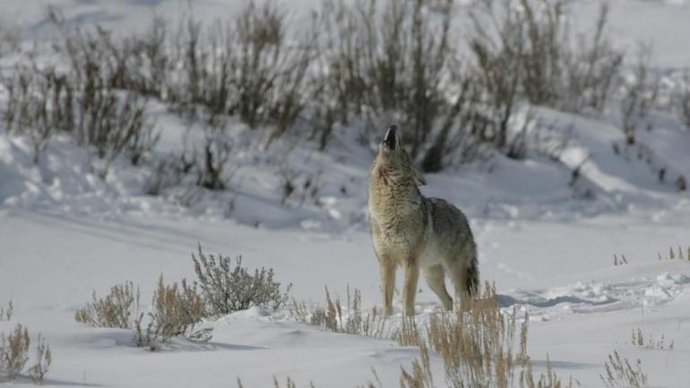 For a better chance of spotting wildlife, visit the northern parts of the park. More remote areas see more animal activity. For a better chance of spotting wildlife, visit the northern parts of the park. More remote areas see more animal activity.
