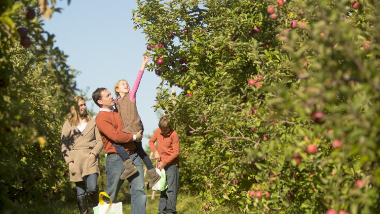 Apple picking is popular in the Lakes Region during fall. Apple picking is popular in the Lakes Region during fall.