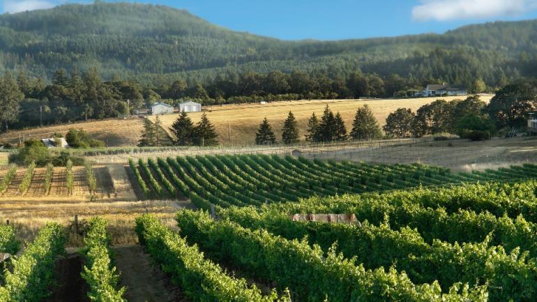 Oregon boasts several award-winning wine-growing regions where you’ll see lush vineyards and enjoy tasting-room samples. Oregon boasts several award-winning wine-growing regions where you’ll see lush vineyards and enjoy tasting-room samples.